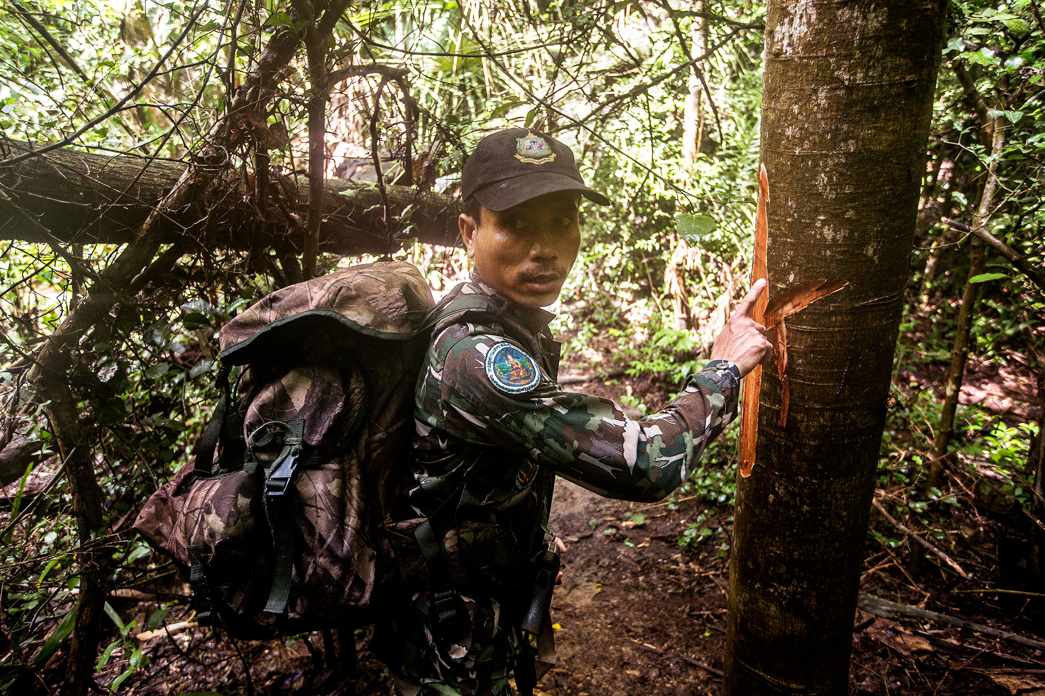 Picture of a ranger in Cambodia examining a mark left on a tree